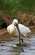 The Eurasian spoonbill