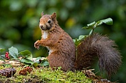Red Squirrel