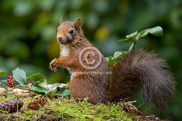 Red Squirrel