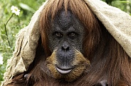 Sumatran Orangutan Close Up