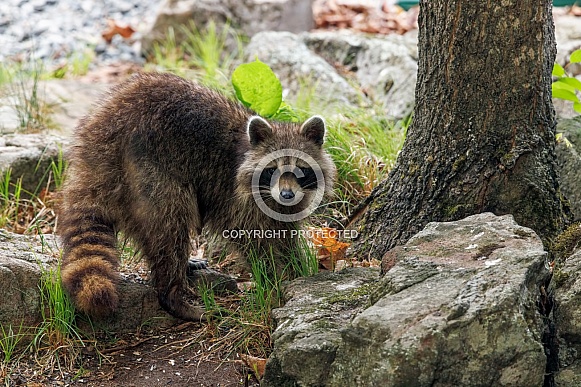 A visiting raccoon stops to look at me
