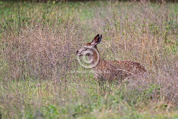 Red deer Red deer