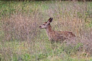 Red deer