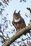 The Eurasian eagle-owl (Bubo bubo)