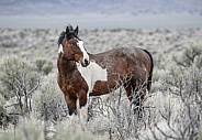 Wild Horse