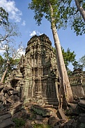 Tetrameles tree - Angkor Wat - Cambodia
