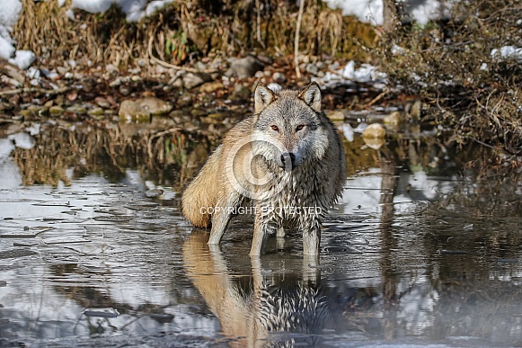 Gray or grey wolf in winter Gray or grey wolf in winter