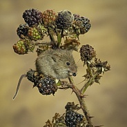 Harvest Mouse