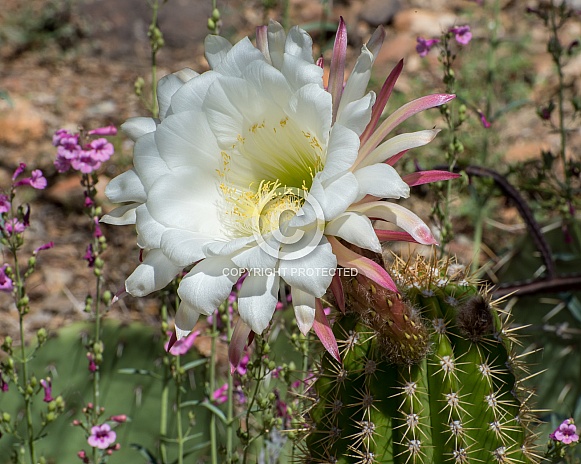 Night-Blooming Cereus Night-Blooming Cereus