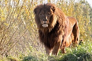 African Lion Full Body Standing On Top Of Hill