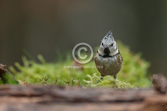 The crested tit or European crested tit