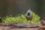 The crested tit or European crested tit