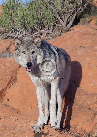 wolf, canis lupis wolf, canis lupis