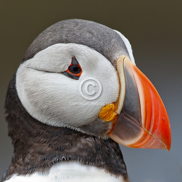 Puffin the birds from the arctic. Puffin the birds from the arctic.