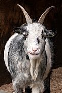 Pygmy Goat Looking At Camera