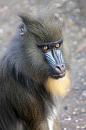 Mandrill (Mandrillus sphinx)