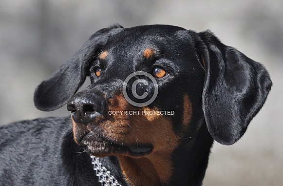 Doberman Pinscher Doberman Pinscher