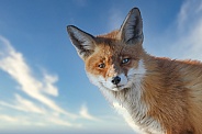 Portrait Red Fox