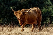 Highland Cattle-Mama Highlander