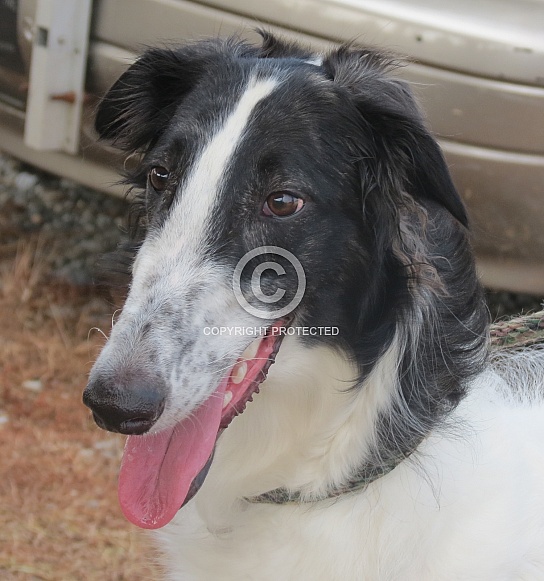 Young Borzoi Young Borzoi