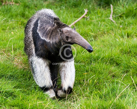 Giant Anteater Giant Anteater