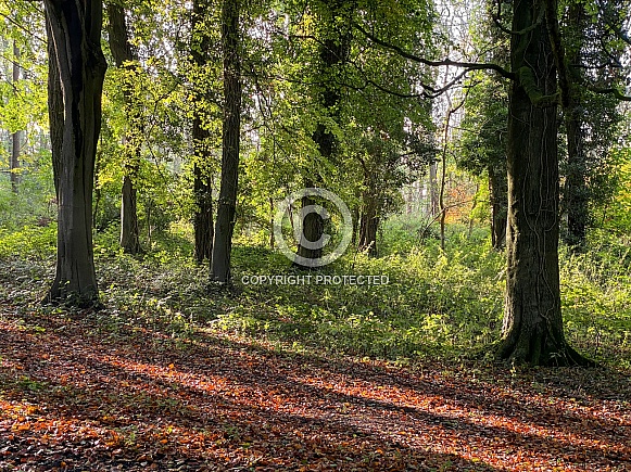 Early autumn woodland scene Early autumn woodland scene