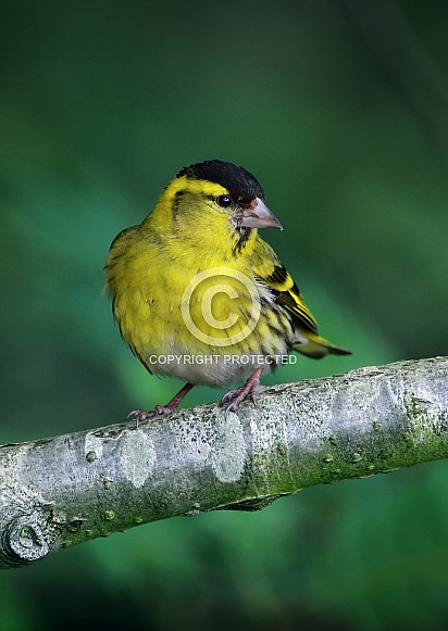 Siskin Siskin