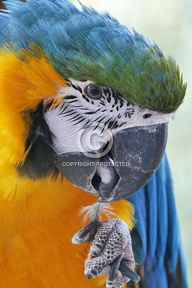 Blue-and-Yellow Macaw