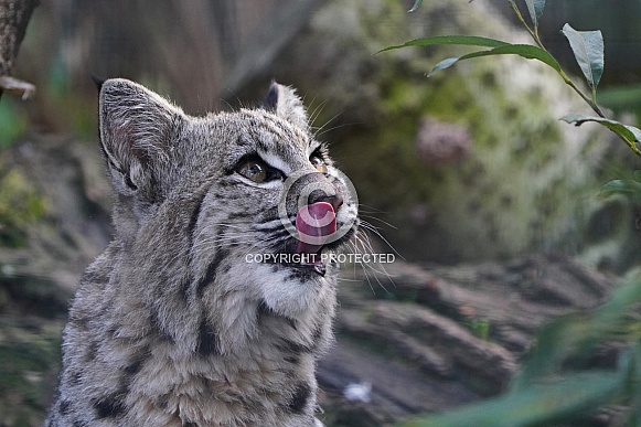 Bobcat