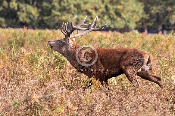 Red deer