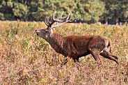 Red deer