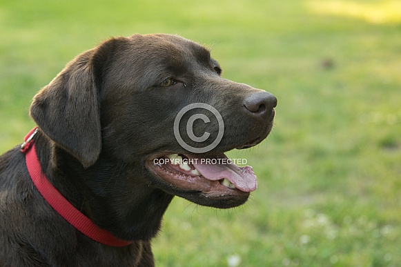 Chocolate Labrador