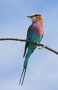 Lilacbreasted Roller - Botswana