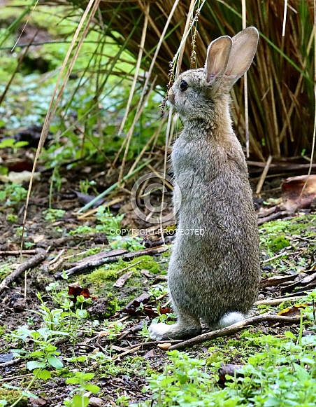 Wild Rabbit