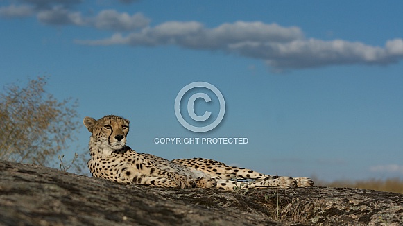 Cheetah
