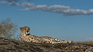Cheetah
