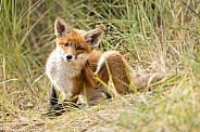 Young red fox cub in nature
