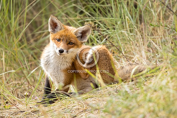 Young red fox cub in nature