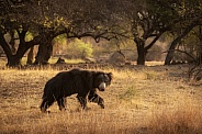 Sloth bear in the nature habitat.