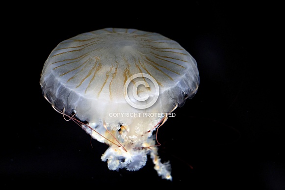 Japanese sea nettle (Chrysaora pacifica)