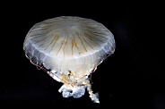 Japanese sea nettle (Chrysaora pacifica)