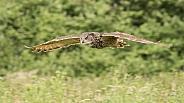 European Eagle Owl in Flight