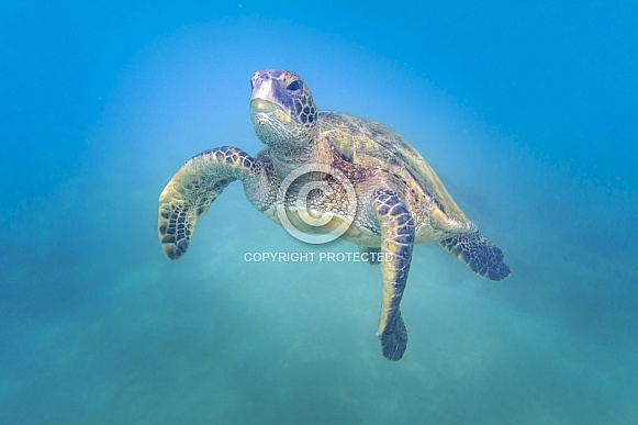 Green Sea Turtle (wild)