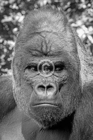 Western Lowland Gorilla (Gorilla Gorilla Gorilla) Western Lowland Gorilla (Gorilla Gorilla Gorilla)