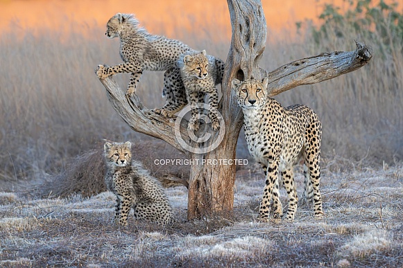 Cheetah, mom & cubs