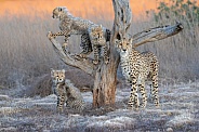 Cheetah, mom & cubs