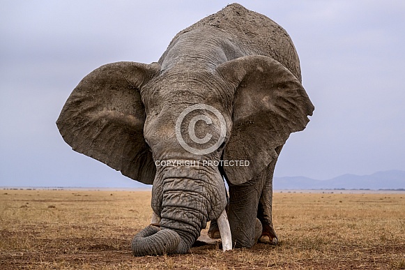 Bull elephant in musth