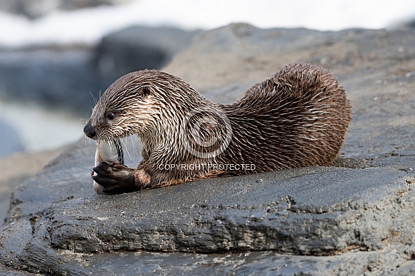 North American River Otter