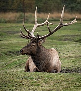 Alaskan Elk relaxing