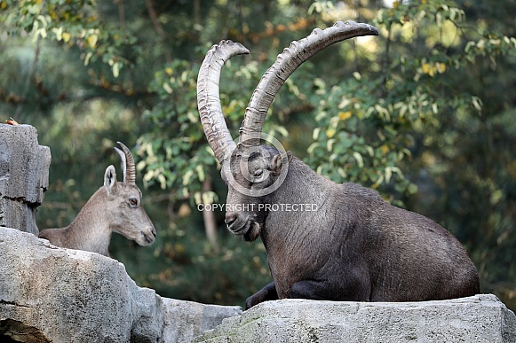 Alpine ibex (Capra ibex)